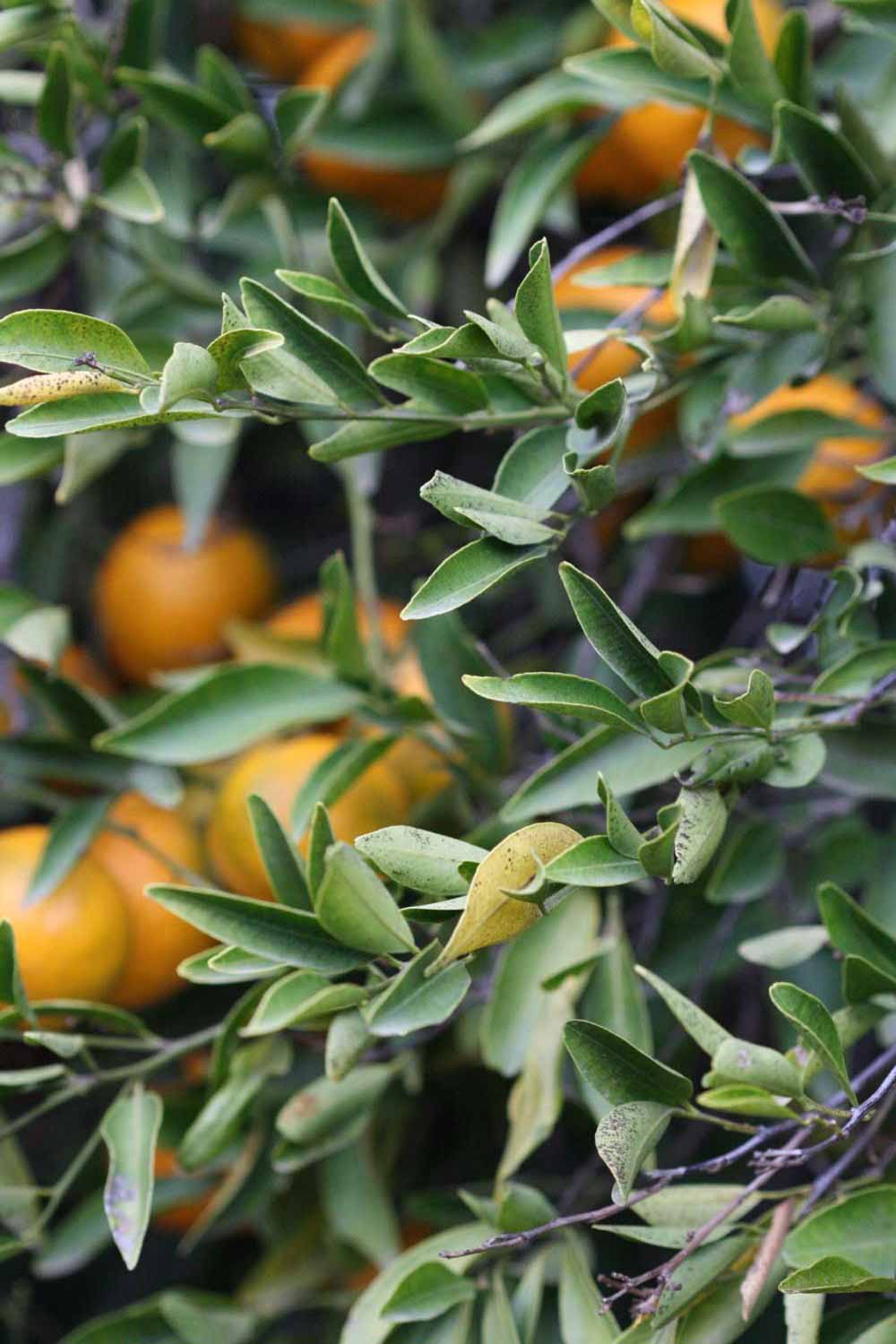            Sun leaves (Riverside, CA)   